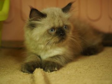 ヒマラヤン【東京都・男の子・2015年7月2日・シールポイント】の写真「とても優しい性格です♪」