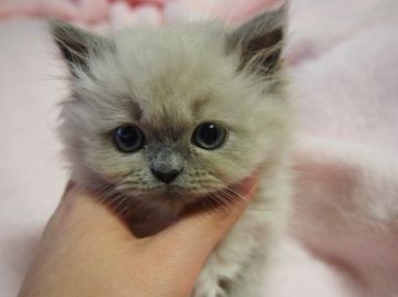 ヒマラヤン【東京都・女の子・2015年2月16日・ブルーポイント】の写真「クリッとお目目が愛らしい(*´∀`)」