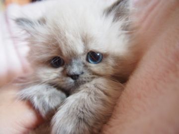 ヒマラヤン【東京都・男の子・2015年2月13日・ブルーポイント】の写真「一押しのイケメンヒマラヤンです♪」