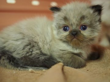 ヒマラヤン【東京都・男の子・2016年4月5日・シールポイント】の写真「思わず笑っちゃう惚け顔～」
