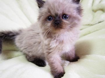 ヒマラヤン【東京都・男の子・2015年1月15日・シールポイント】の写真「噛み合わせが悪いため低価格で！」