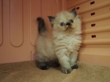 ヒマラヤン【東京都・女の子・2016年12月18日・トーティーポイント】の写真「まだら模様のまだらちゃん(*´艸｀*)」