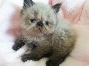 ヒマラヤン【東京都・男の子・2015年4月8日・シールポイント】の写真「おっとり。将来…おやじキャラ？」