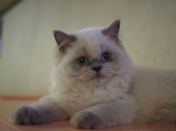 ヒマラヤン【東京都・女の子・2016年4月21日・ブルーポイント】の写真「好奇心旺盛、大暴走娘♪…卒業したかな。」