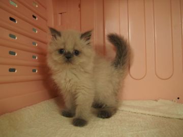 ヒマラヤン【東京都・女の子・2015年4月8日・ブルーポイント】の写真「女の子らしいお顔です♪」