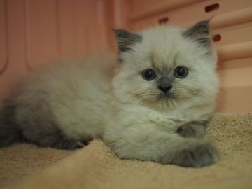 ヒマラヤン【東京都・男の子・2016年12月2日・ブルーポイント】の写真「団子三兄弟の次男」