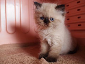 ヒマラヤン【東京都・男の子・2017年3月27日・シールポイント】の写真「待望の！！ヒマラヤン王道カラー♪エントリー②」