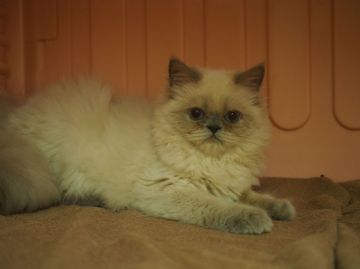 ヒマラヤン【東京都・女の子・2016年4月21日・ブルーポイント】の写真「トイレの神様(*´艸｀*)からの～扇風機の番猫！」