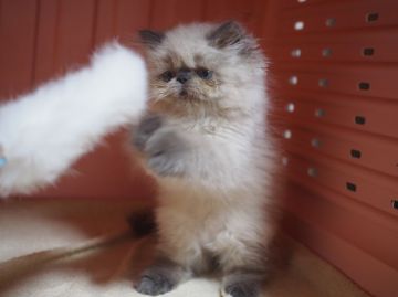 ヒマラヤン【東京都・男の子・2016年4月21日・ブルーポイント】の写真「小ぶり。愛嬌たっぷりおブス君(←褒め言葉ょ)」