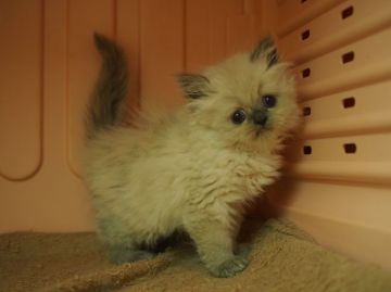 ヒマラヤン【東京都・女の子・2016年4月21日・ブルーポイント】の写真「噛み合わせが悪いため、低価格で！」