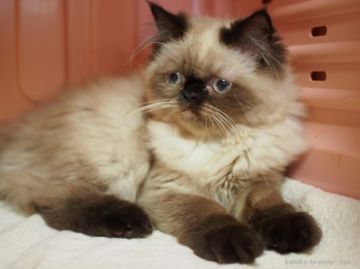 ヒマラヤン【東京都・女の子・2015年2月16日・シールポイント】の写真「生後5ヶ月！小ぶり！体重1.5kg！」