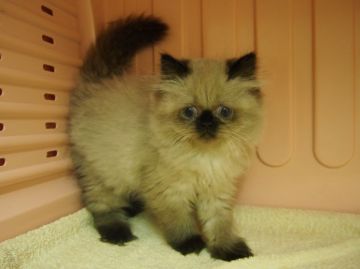 ヒマラヤン【東京都・女の子・2015年4月8日・シールポイント】の写真「モフモフ、パワーアップ！」