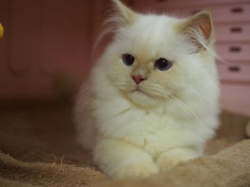 ヒマラヤン【東京都・男の子・2016年12月18日・フレームポイント】の写真「とても穏やかな、落ち着いてます。」