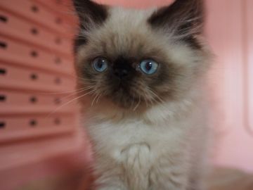 ヒマラヤン【東京都・男の子・2017年9月1日・シールポイント】の写真「好きすぎてため息～～(^_^ゞ」