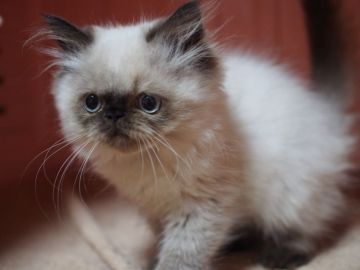 ヒマラヤン【東京都・女の子・2017年9月1日・シールポイント】の写真「好きすぎてため息～～(^_^ゞ」