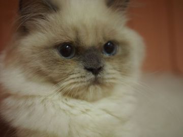 ヒマラヤン【東京都・女の子・2016年4月13日・ブルーポイント】の写真「ころっころっふわっふわっ♪」