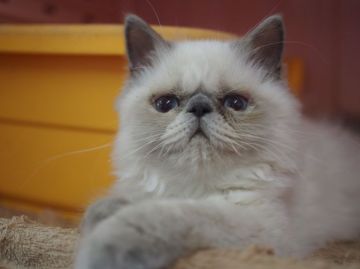 ヒマラヤン【東京都・男の子・2016年4月21日・ブルーポイント】の写真「愛嬌たっぷりおブス君(←褒め言葉ょ)」