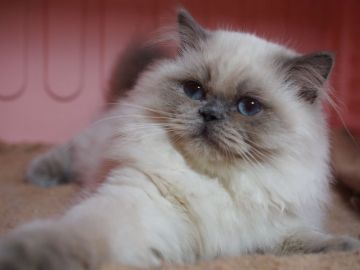 ヒマラヤン【東京都・男の子・2016年12月2日・ブルーポイント】の写真「団子三兄弟の三男」