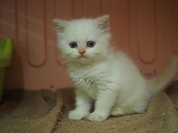 ヒマラヤン【東京都・男の子・2016年4月5日・フレームポイント】の写真「綺麗な顔立ちの男の子」