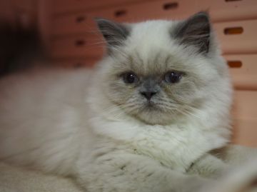 ヒマラヤン【東京都・女の子・2015年4月3日・ブルーポイント】の写真「生後４ヶ月経過。小ぶり！体重1.53kg。」