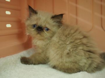 ヒマラヤン【東京都・男の子・2015年7月2日・シールポイント】の写真「ぽけ～っと。ぽや～っと。のんびり系。」