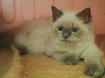 ヒマラヤン【東京都・男の子・2016年4月21日・ブルーポイント】の写真「シャム寄りヒマラヤン。」