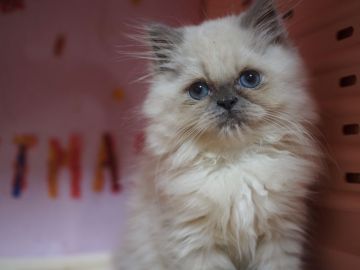 ヒマラヤン【東京都・男の子・2016年9月15日・ブルーポイント】の写真「男だらけの４兄弟！サブロー！」