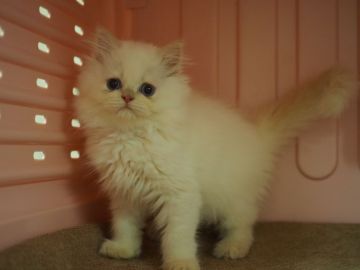 ヒマラヤン【東京都・男の子・2017年3月24日・フレームポイント】の写真「キレイめ、お利口さんです(^з^)-☆」