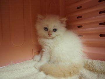 ヒマラヤン【東京都・男の子・2015年4月11日・フレームポイント】の写真「表情が優しくなってきました(*´∀`)♪」