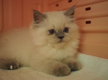 ヒマラヤン【東京都・男の子・2016年4月20日・ブルーポイント】の写真「女の子みたいだけど男の子。」