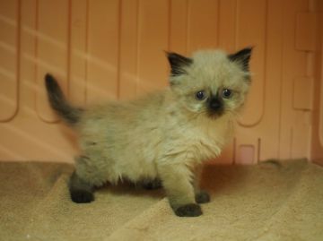 ヒマラヤン【東京都・女の子・2015年11月4日・シールポイント】の写真「太い足にｷｭﾝｷｭﾝ(=´∇｀=)♪」