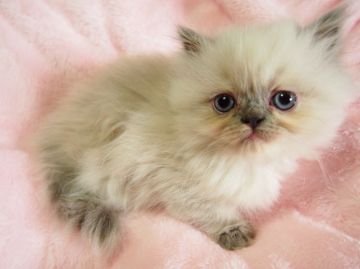 ヒマラヤン【東京都・女の子・2015年1月29日・ブルーポイント】の写真「ぷっくりコロッコロッの女の子♪」