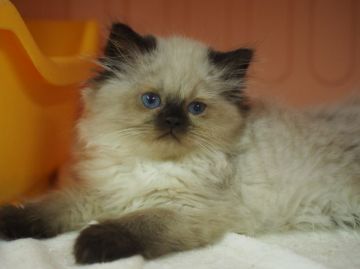 ヒマラヤン【東京都・男の子・2016年4月20日・シールポイント】の写真「とても人懐っこい♪性格イチオシ！」