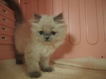 ヒマラヤン【東京都・女の子・2015年4月3日・ブルーポイント】の写真「お目目クリッと～！モフッところころ～！」