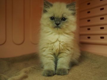 ヒマラヤン【東京都・男の子・2015年12月18日・ブルーポイント】の写真「お目目クリッ！可愛い系！」