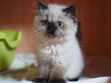 ヒマラヤン【東京都・男の子・2015年12月15日・シールポイント】の写真「一人っ子！好奇心旺盛～前へ前へタイプ」