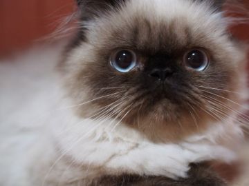 ヒマラヤン【東京都・男の子・2017年7月19日・シールポイント】の写真「三兄妹、みんな整ったぼってり体型！」