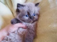 ヒマラヤン【東京都・男の子・2015年2月13日・シールポイント】の写真1「撮影日：2015/03/26」