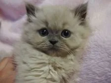 ヒマラヤン【東京都・女の子・2015年2月16日・ブルーポイント】の写真2