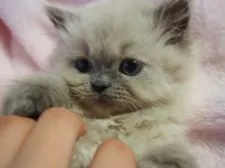 ヒマラヤン【東京都・女の子・2015年2月16日・ブルーポイント】の写真3