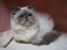 ヒマラヤン【東京都・男の子・2019年9月3日・ブルーポイント】の写真3