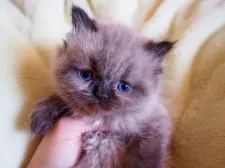 ヒマラヤン【東京都・男の子・2015年2月13日・シールポイント】の写真4