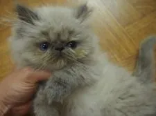 ヒマラヤン【東京都・女の子・2015年3月26日・ブルーポイント】の写真4