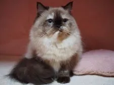 ヒマラヤン【東京都・女の子・2019年12月19日・トーティポイント】の写真5