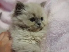 ヒマラヤン【東京都・女の子・2015年2月16日・ブルーポイント】の写真5