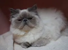 ヒマラヤン【東京都・男の子・2019年9月3日・ブルーポイント】の写真5