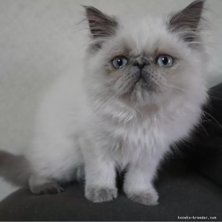 ヒマラヤン【東京都・女の子・2025年7月15日・ブルークリームポイント】の写真1