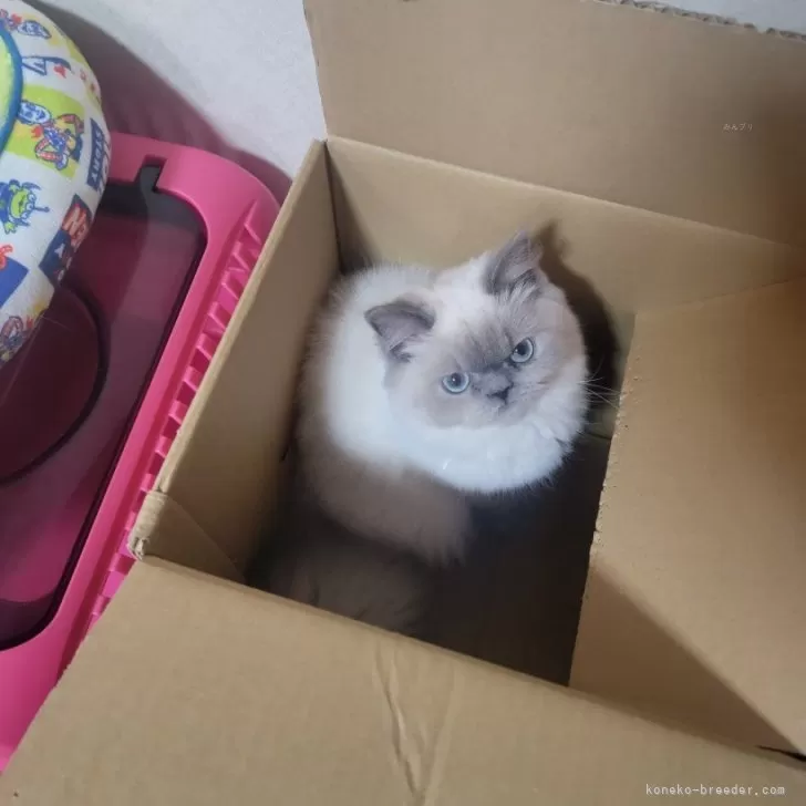 ヒマラヤン【東京都・男の子・2025年4月22日・ブルーポイント】の写真1