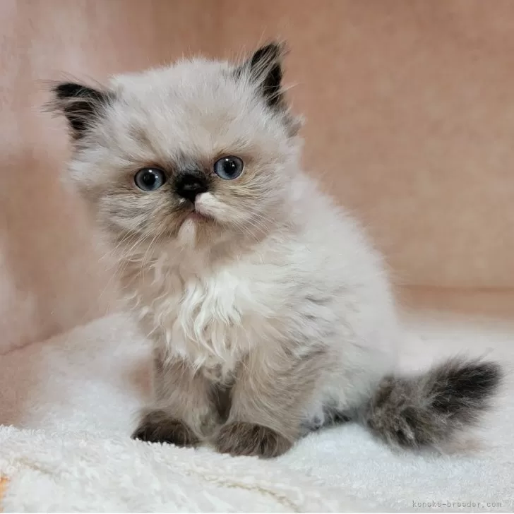 ID：2505-00571の子猫