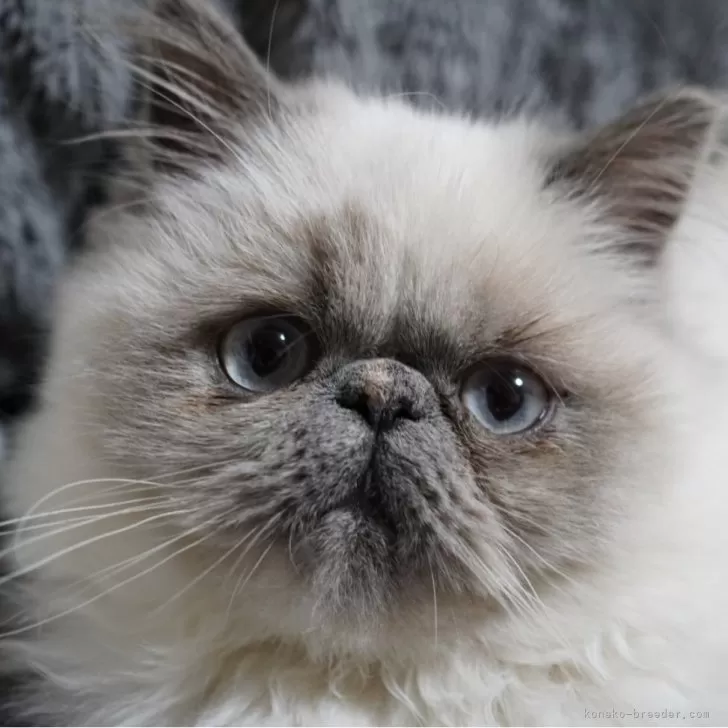 ヒマラヤン【東京都・女の子・2025年7月15日・ブルークリームポイント】の写真1